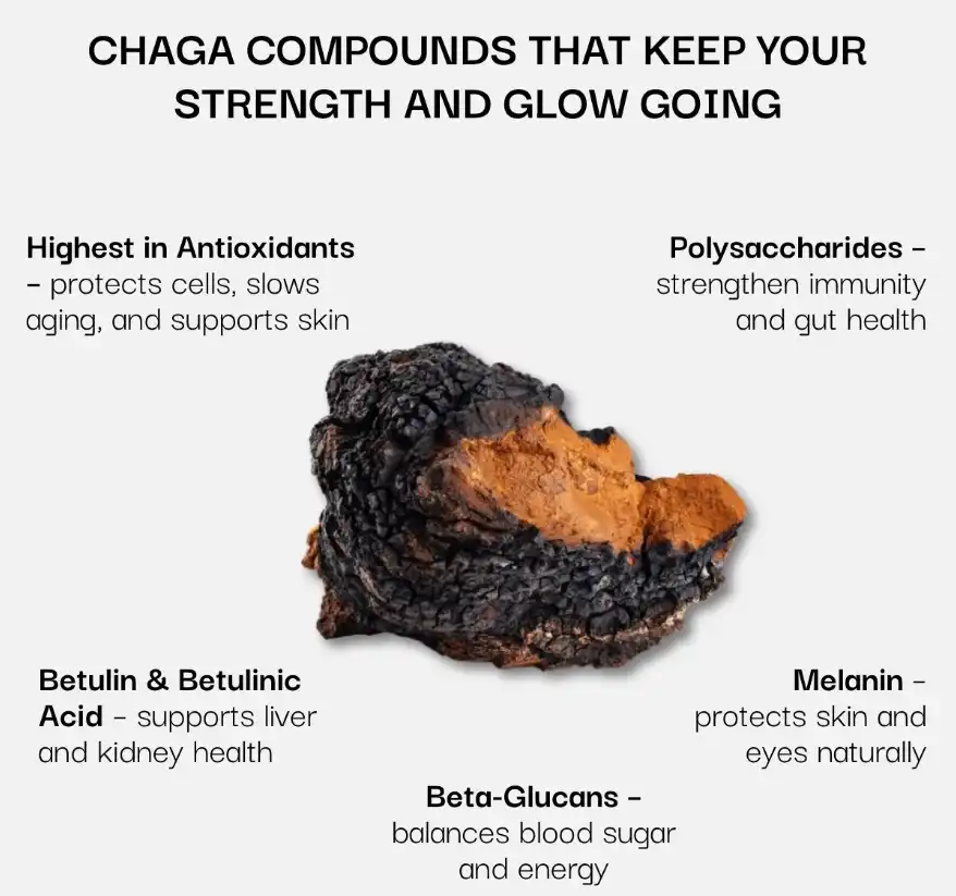 Chaga Mushroom extract compounds Chaga Mushroom extract compounds