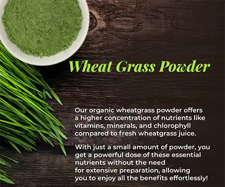 wheat grass powder wheat grass powder