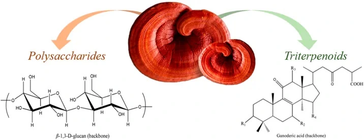 Ganoderma Lucidum ingredient