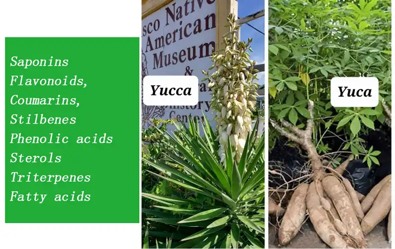 yucca root extract powder yucca root extract powder
