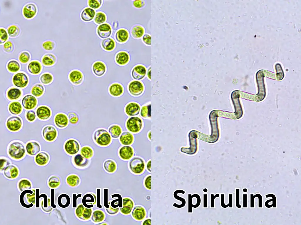 Chlorella powder vs Spirulina powder