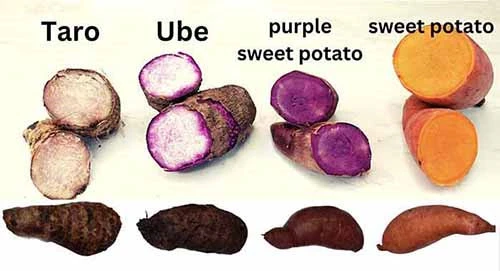 ube powder source ube powder source