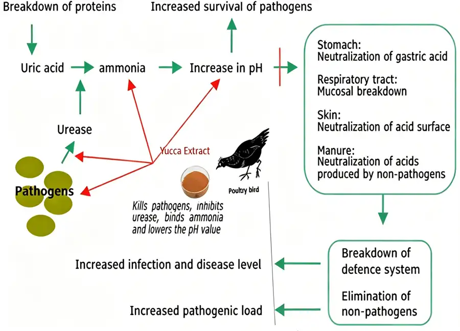 How Yucca Root Extract Works to Reduce Ammonia Levels? How Yucca Root Extract Works to Reduce Ammonia Levels?