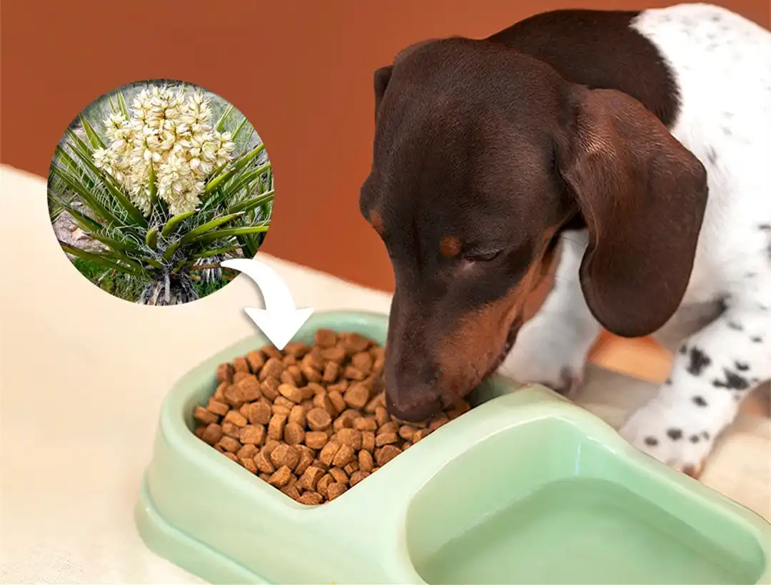 Yucca Schidigera in Pet Food