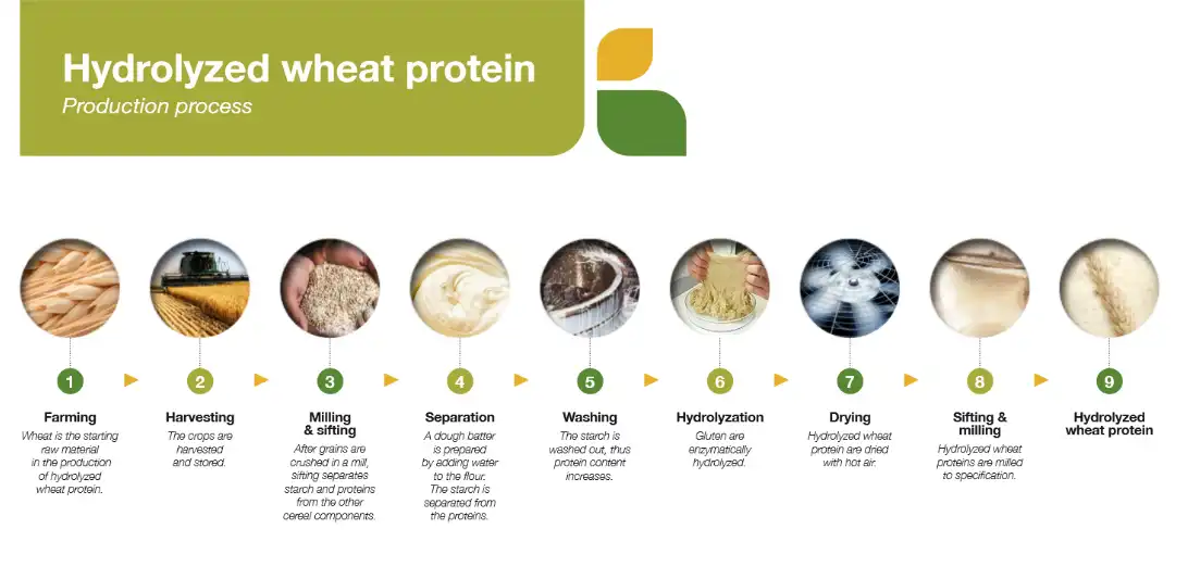 Hydrolyzed Wheat Protein processing chart