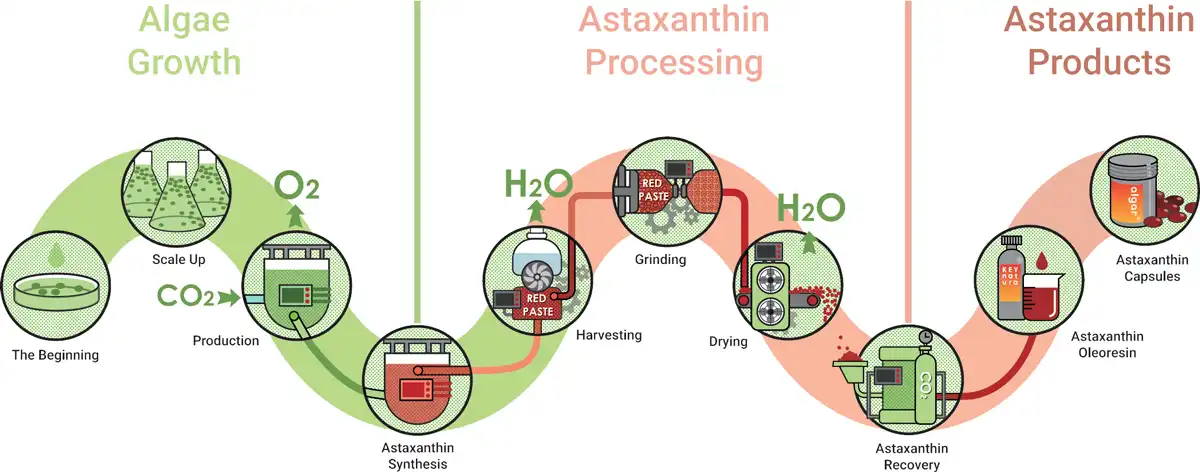 Astaxanthin powder processing