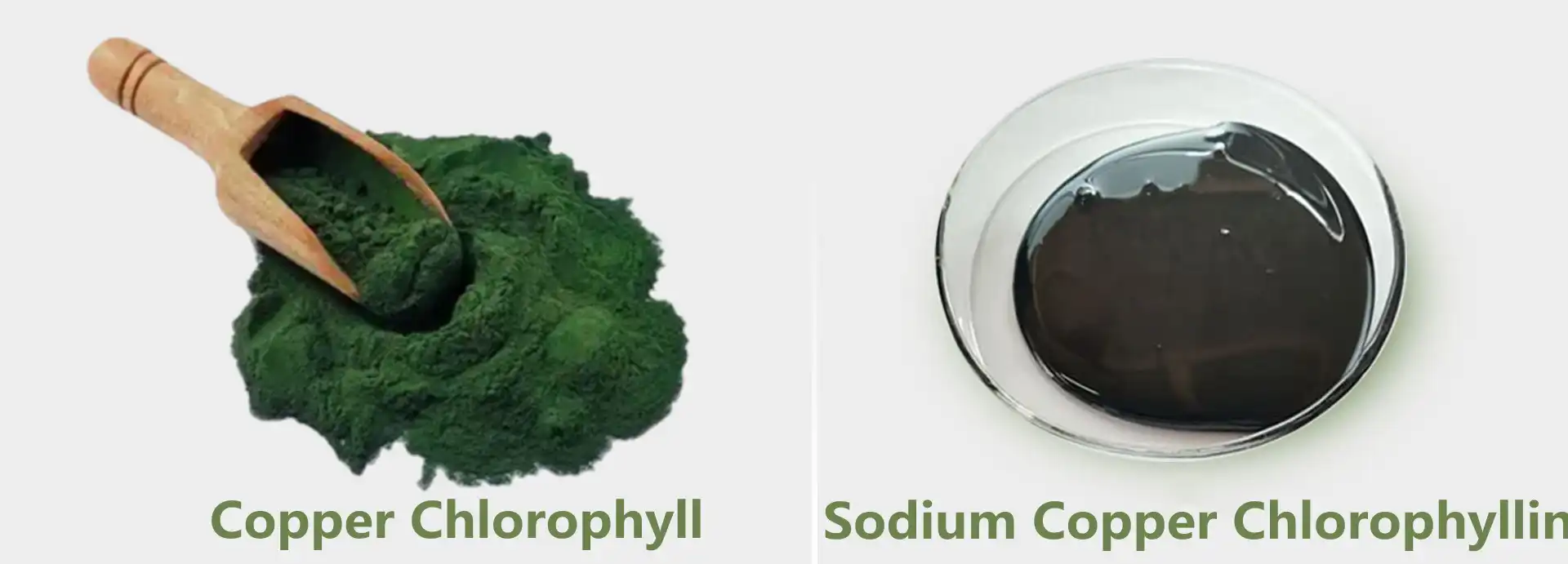 Copper Chlorophyll vs Sodium Copper Chlorophyllin