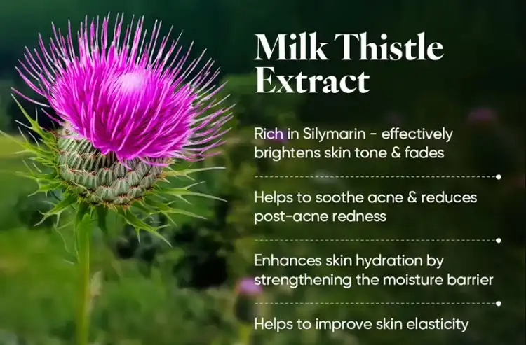 Milk Thistle Extract Skin care Milk Thistle Extract Skin care