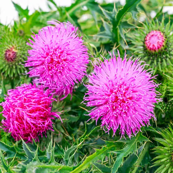 Milk Thistle Extract