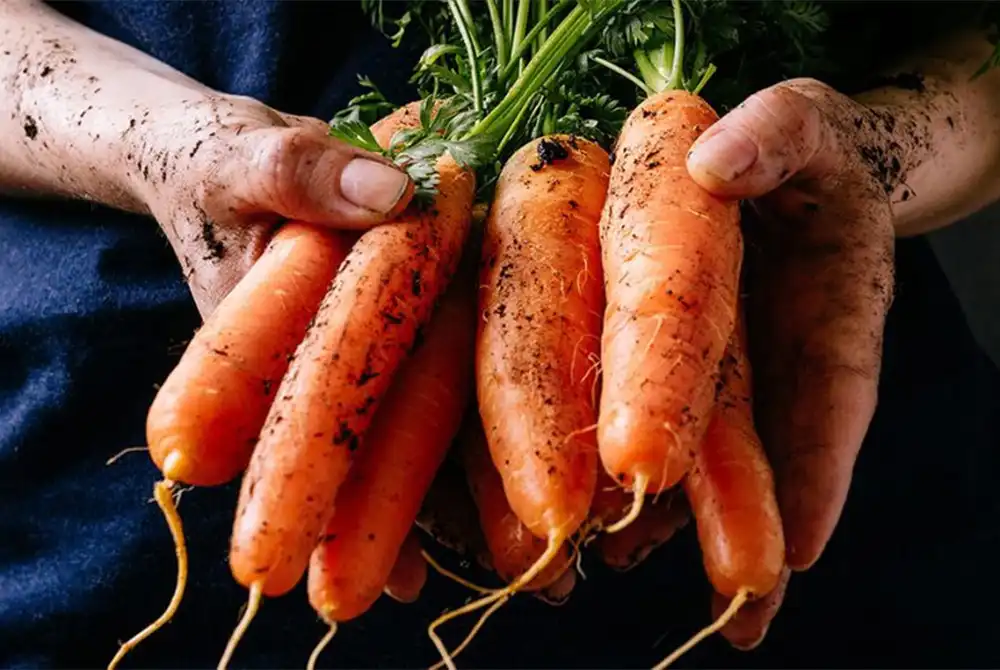 Beta Carotene powder source
