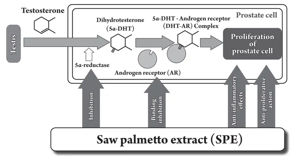 Saw Palmetto extarct for Prostate