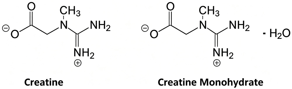 Creatine Monohydrate vs creatine