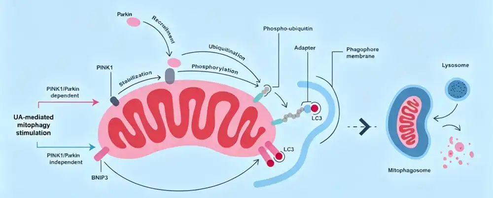 Urolithin A Powder Mechanism Urolithin A Powder Mechanism