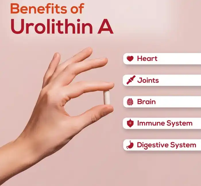 Urolithin A  powder benefits 