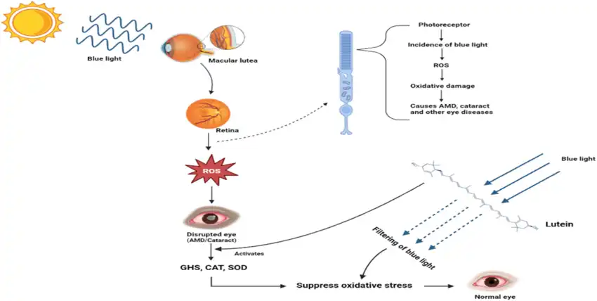 Lutein Eye health mechanism Lutein Eye health mechanism
