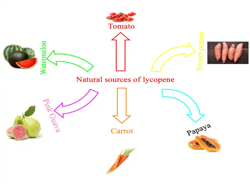 lycopene powder source