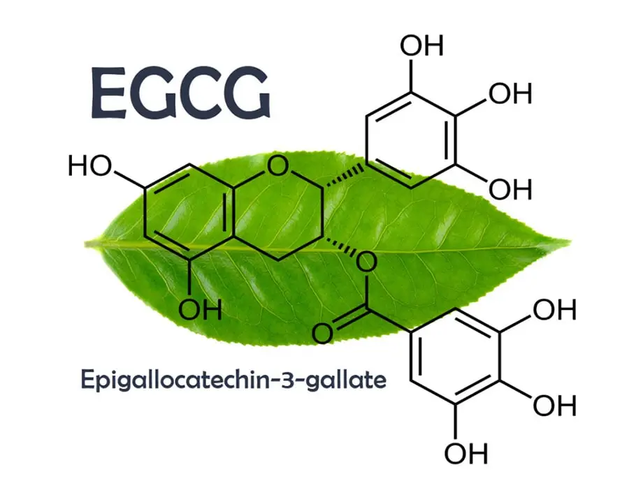 green tea extract powder EGCG green tea extract powder EGCG