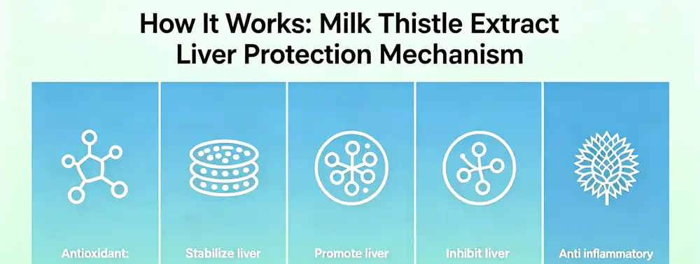 milk thistle extract for live health