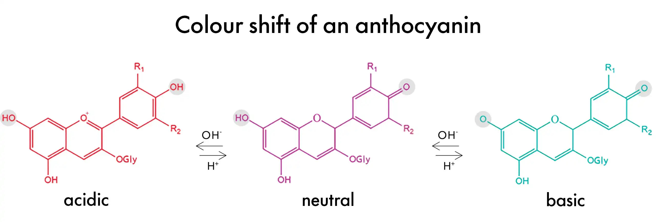 Anthocyanins powder pigment