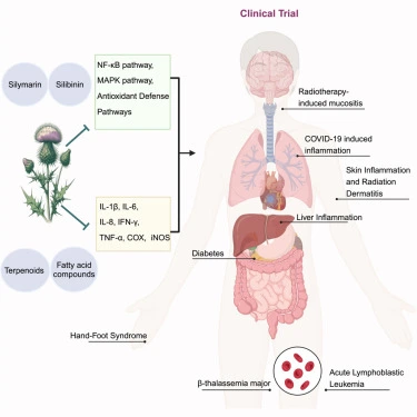 Milk Thistle Extract anti inflammation