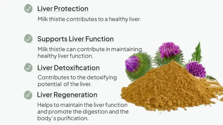 Milk Thistle Extract liver health