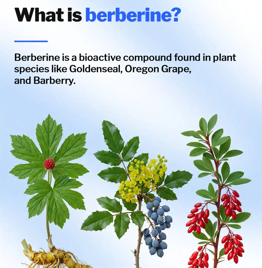 Berberine HCL Powder Berberine HCL Powder