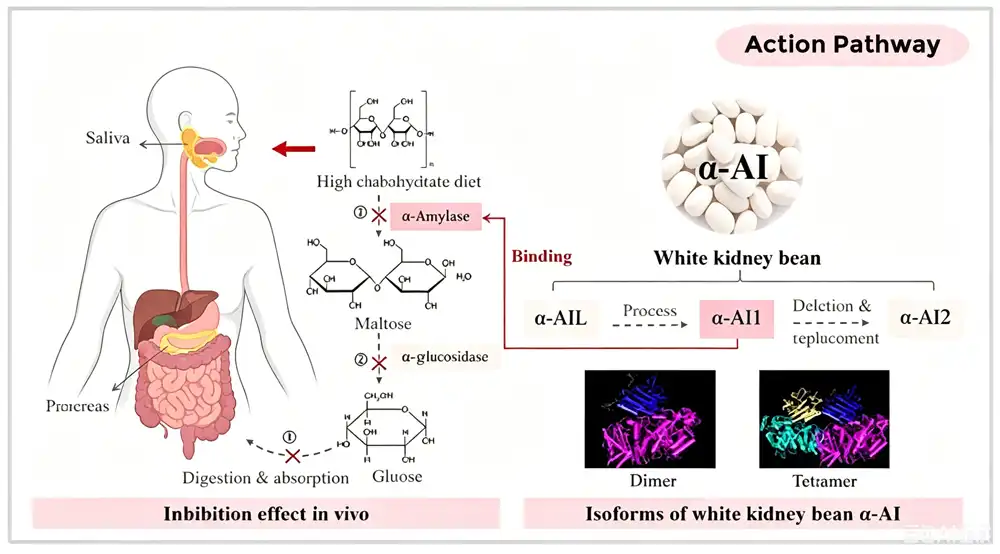 White Kidney Bean Extract Amylase