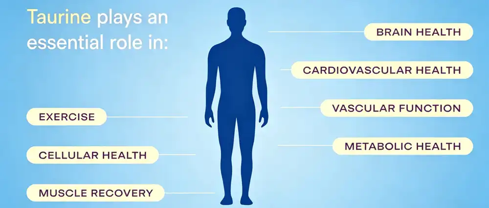 Taurine powder benefits