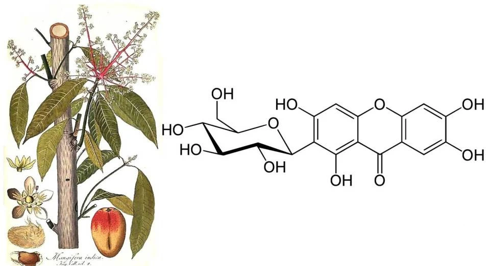 mango leaf extract Mangiferin