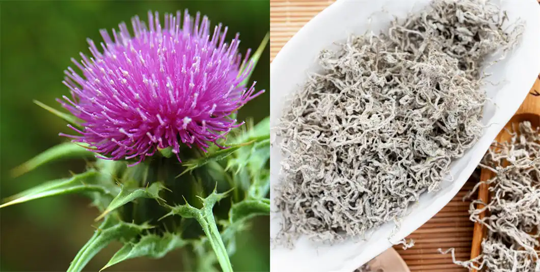 Dihydromyricetin powder vs milk thistle extract