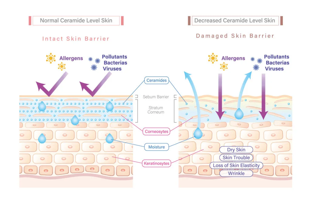 Ceramide powder for skin