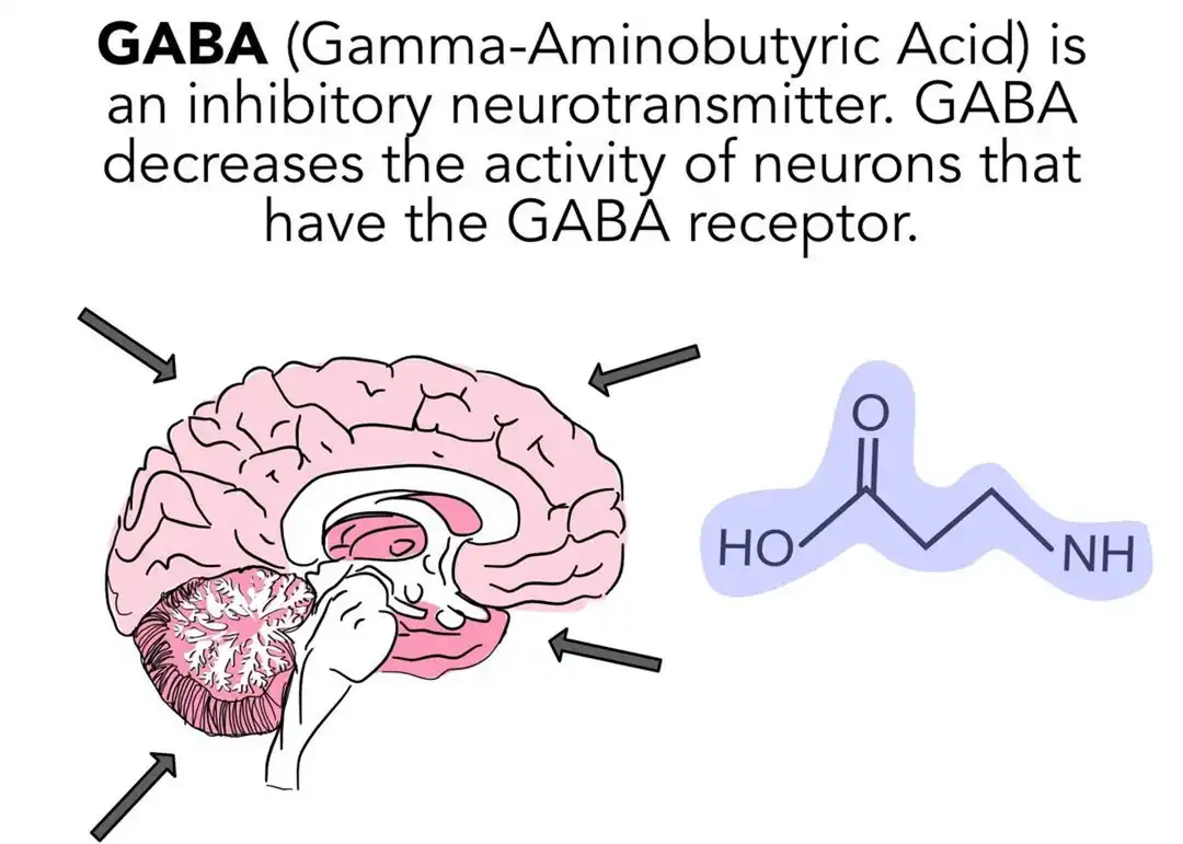 GABA POWDER