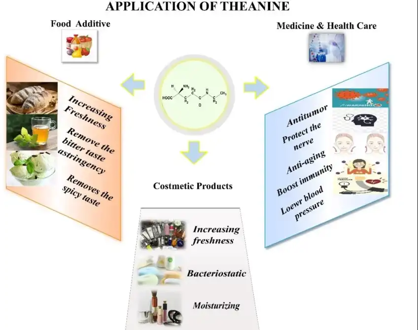 L theanine powder applications L theanine powder applications
