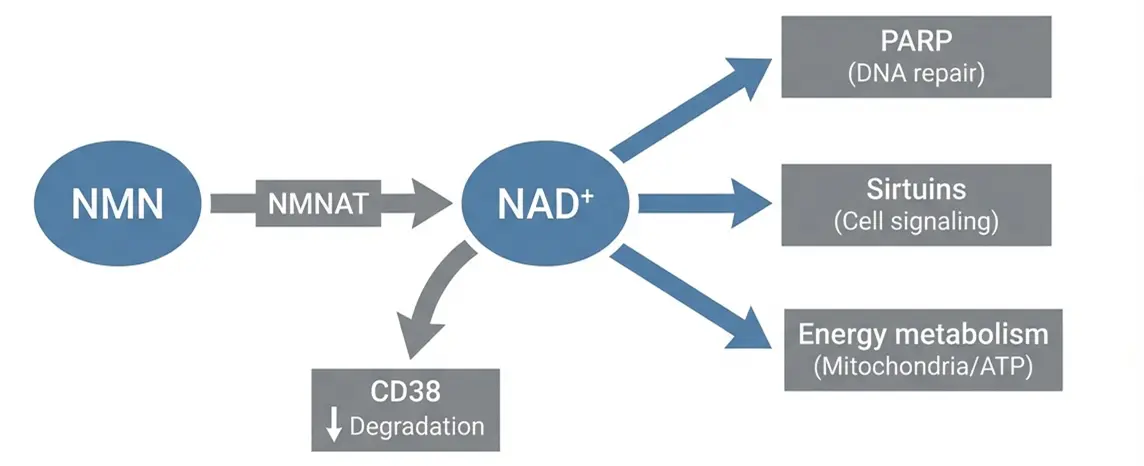 nmn bulk powder mechanism nmn bulk powder mechanism