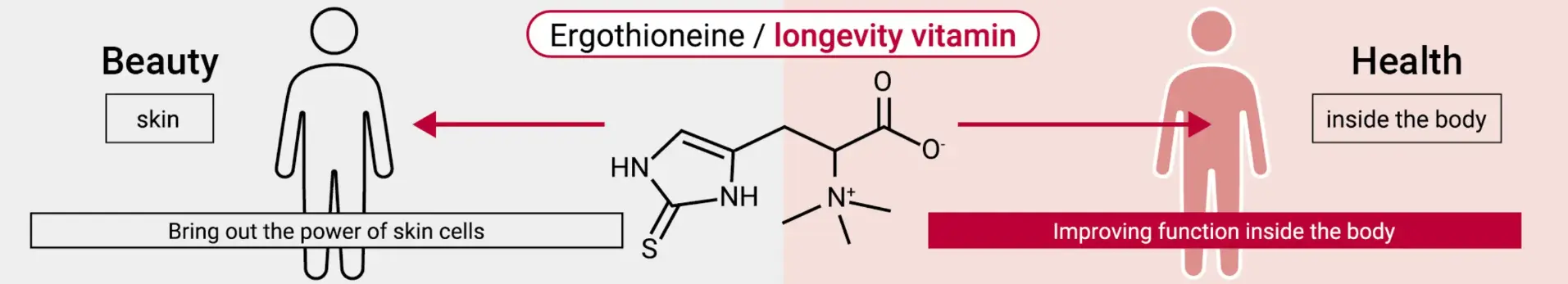 Ergothioneine powder benefits