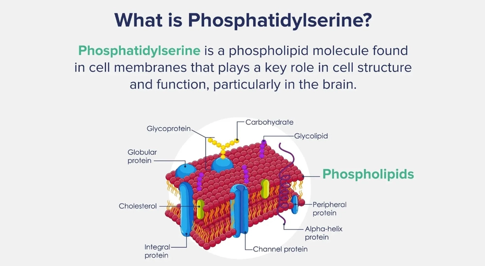 Phosphatidylserine powder