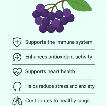 elderberry extract powder benefits