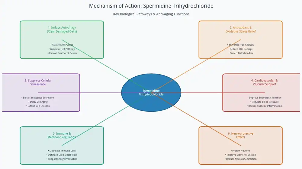 Spermidine Hydrochloride benefits Spermidine Hydrochloride benefits