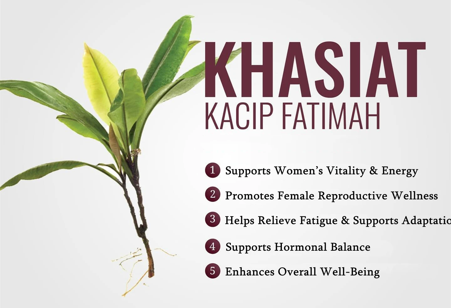 Kacip Fatimah extract benefits Kacip Fatimah extract benefits