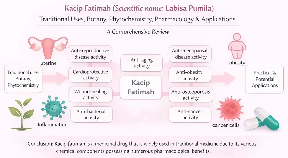 kacip fatimah extract functions