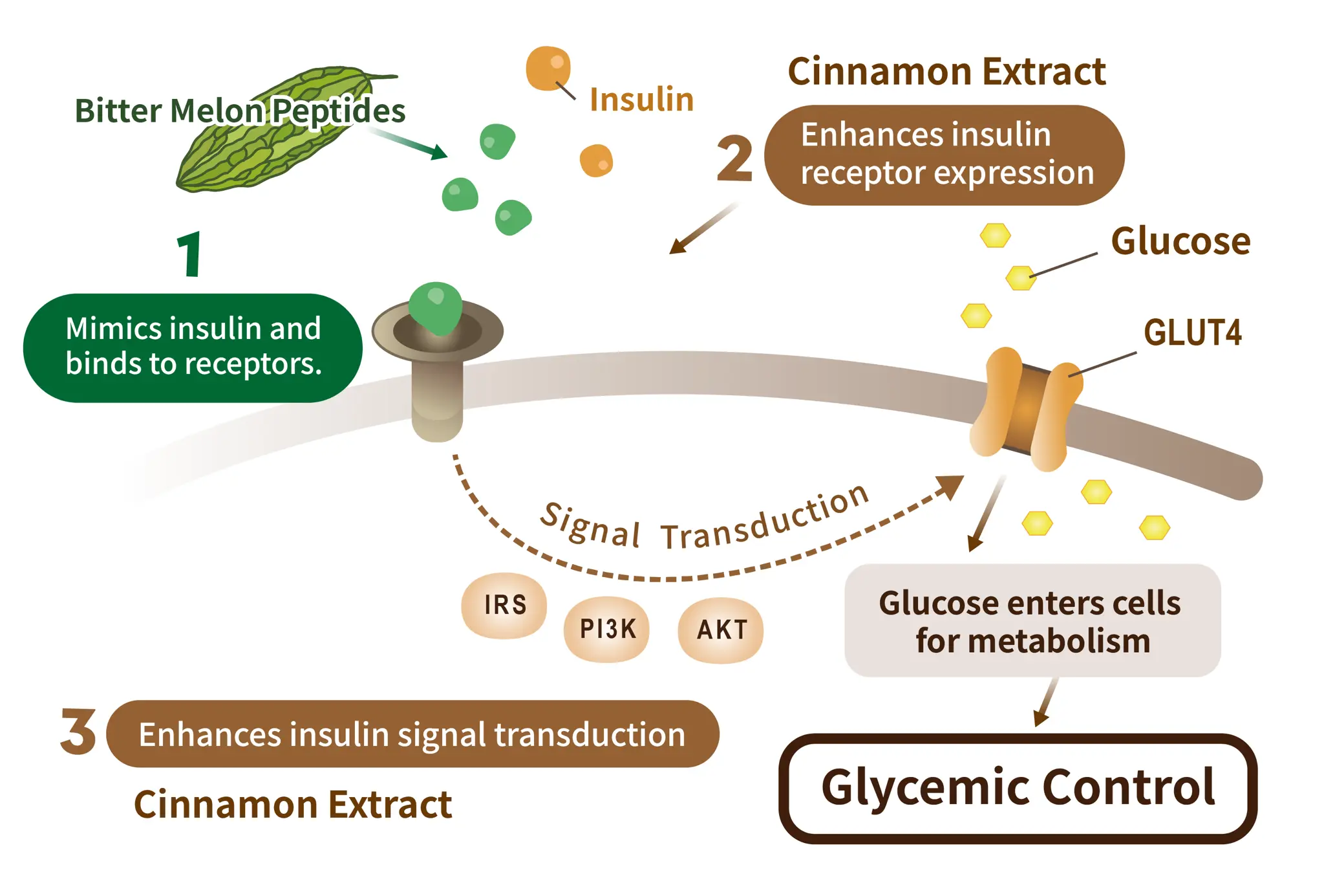 Bitter Melon Peptide benefits Bitter Melon Peptide benefits