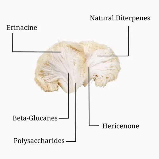 Lion's Mane Mushroom Extract Powder composition Lion's Mane Mushroom Extract Powder composition