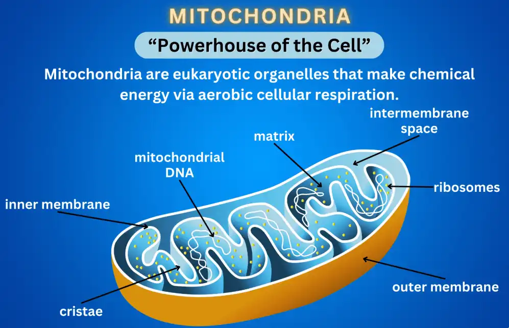 pqq powder Mitochondrial Health pqq powder Mitochondrial Health