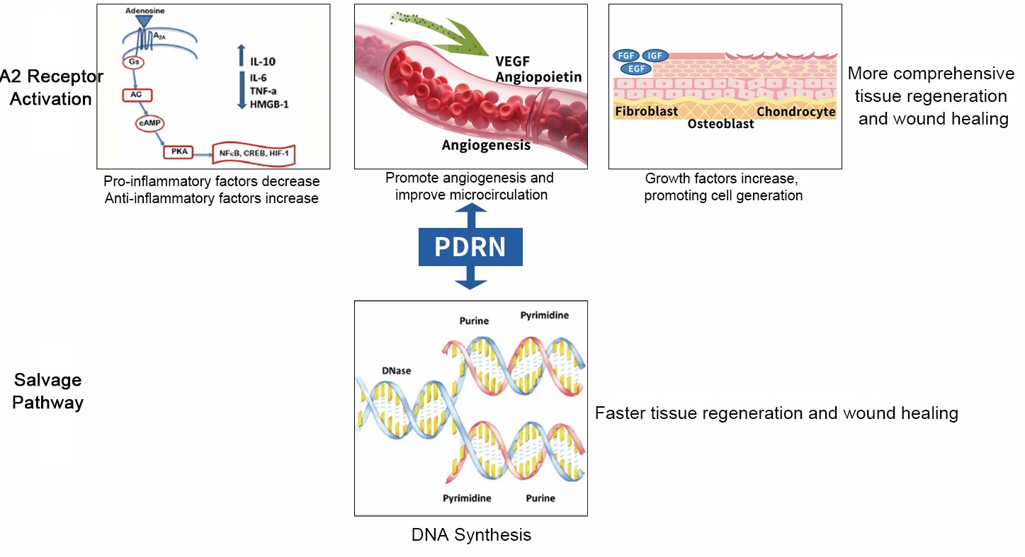 PDRN POWDER MECHANISM