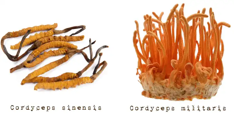Cordycepin powder source