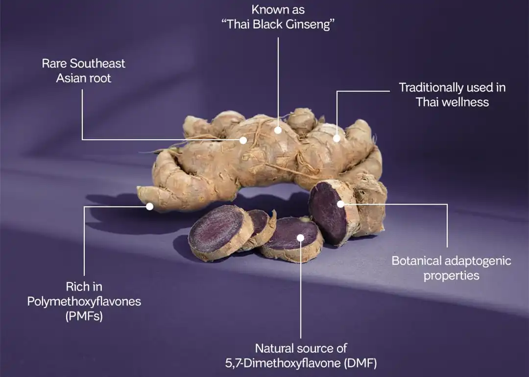 black ginger extract powder