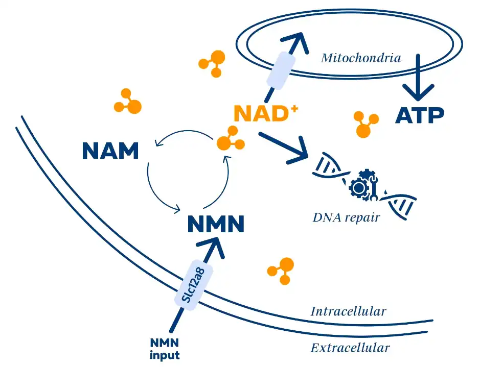 nmn bulk powder mechanism nmn bulk powder mechanism