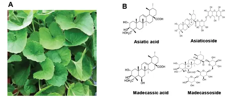 Centella Asiatica Extract Centella Asiatica Extract