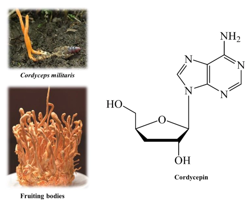 Cordycepin powder Cordycepin powder