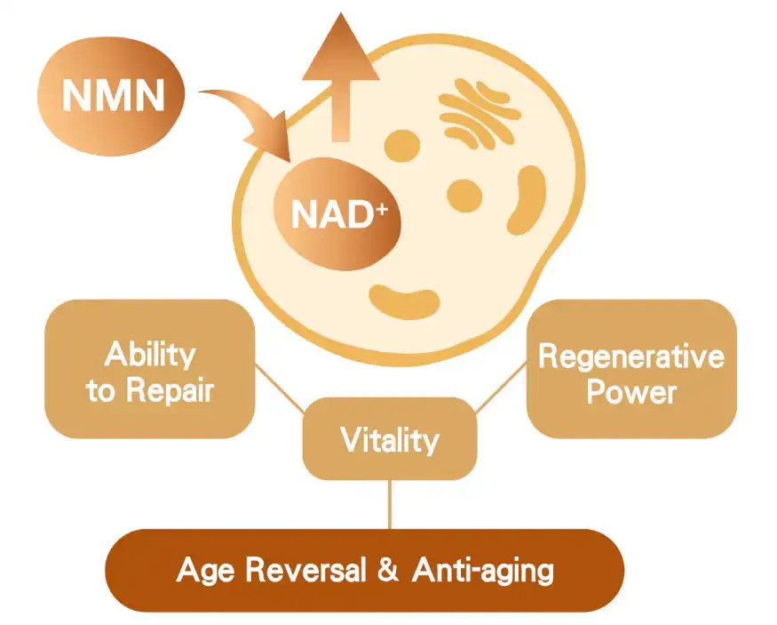 nmn bulk powder for anti aging
